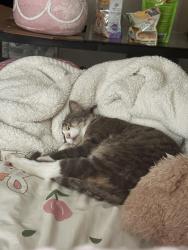 Lost Female Cat last seen Dollar general on Back beach Rd, Panama City Beach, FL 32413