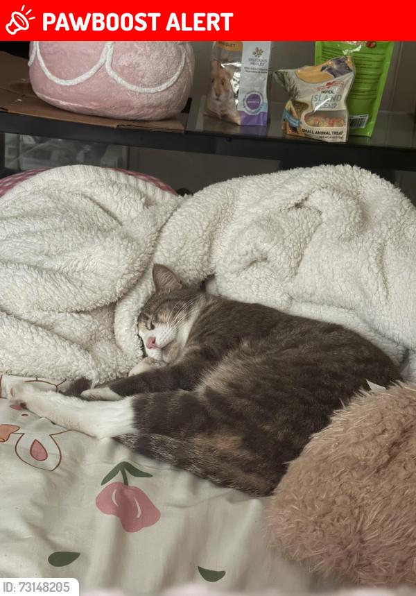 Lost Female Cat last seen Dollar general on Back beach Rd, Panama City Beach, FL 32413
