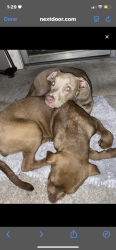 Found/Stray Female Dog last seen Circle at point park apts, Houston, TX 77095