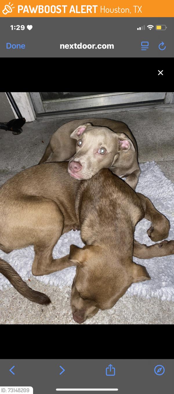 Found/Stray Female Dog last seen Circle at point park apts, Houston, TX 77095