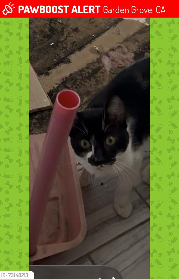 Lost Male Cat last seen Banner and garden Grove and trash, Garden Grove, CA 92843