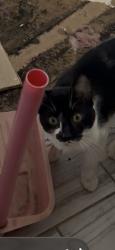 Lost Male Cat last seen Banner and garden Grove and trash, Garden Grove, CA 92843