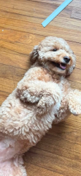Reunited Female Dog last seen Mullins St, Lewisville, TX 75057