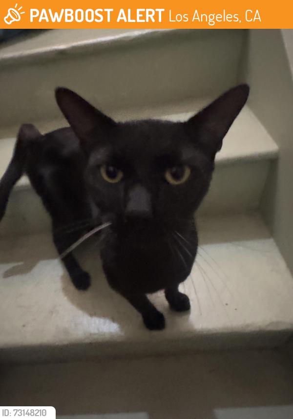 Found/Stray Male Cat last seen North Boylston and Boston Streets, Los Angeles, CA 90026