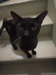 Found/Stray Male Cat last seen North Boylston and Boston Streets, Los Angeles, CA 90026
