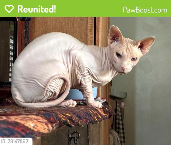 Reunited Female Cat last seen First and Roger, Tucson, AZ 85705