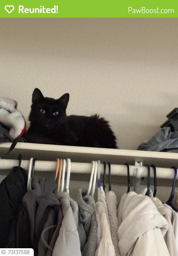 Reunited Male Cat last seen Kentridge Highschool, Kent, WA 98031