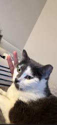 Lost Female Cat last seen Quarterback ct, Bowie, MD 20720