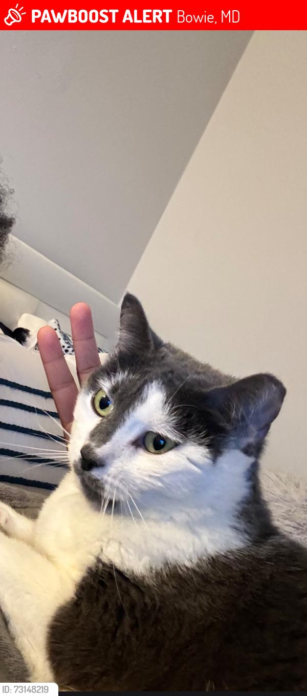 Lost Female Cat last seen Quarterback ct, Bowie, MD 20720