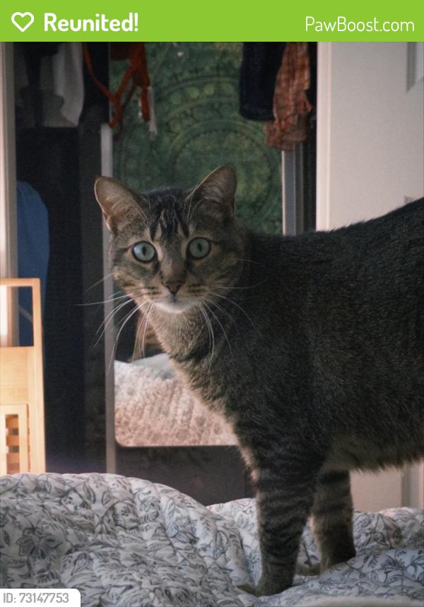 Reunited Female Cat last seen Dillard and quince LN, Wilton, CA 95693