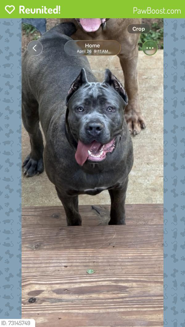 Reunited Female Dog last seen Ralph J Bunche Middle School, Atlanta, GA 30331