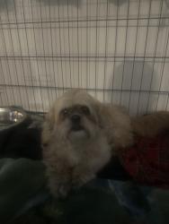 Reunited Female Dog last seen E Galena Blvd, Aurora, IL, USA, Aurora, IL 60505