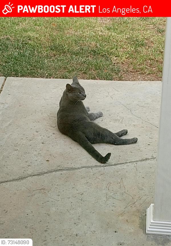 Lost Male Cat last seen Stewarton Drive, Killoch Way, Braemore Road in Porter Ranch, CA, Los Angeles, CA 91326