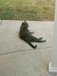 Lost Male Cat last seen Stewarton Drive, Killoch Way, Braemore Road in Porter Ranch, CA, Los Angeles, CA 91326
