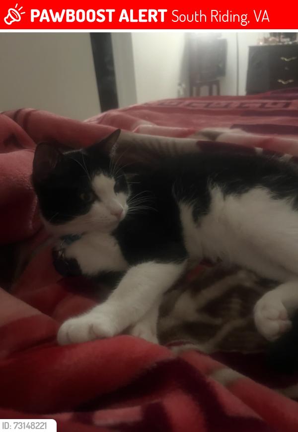 Lost Male Cat last seen Graves Mountain Terrace and Reed Orchard Terrace, South Riding, VA 20152