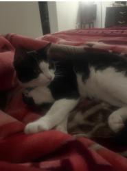 Lost Male Cat last seen Graves Mountain Terrace and Reed Orchard Terrace, South Riding, VA 20152
