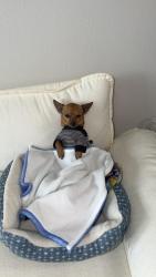 Lost Male Dog last seen Near S 69th St, Tampa, FL 33619