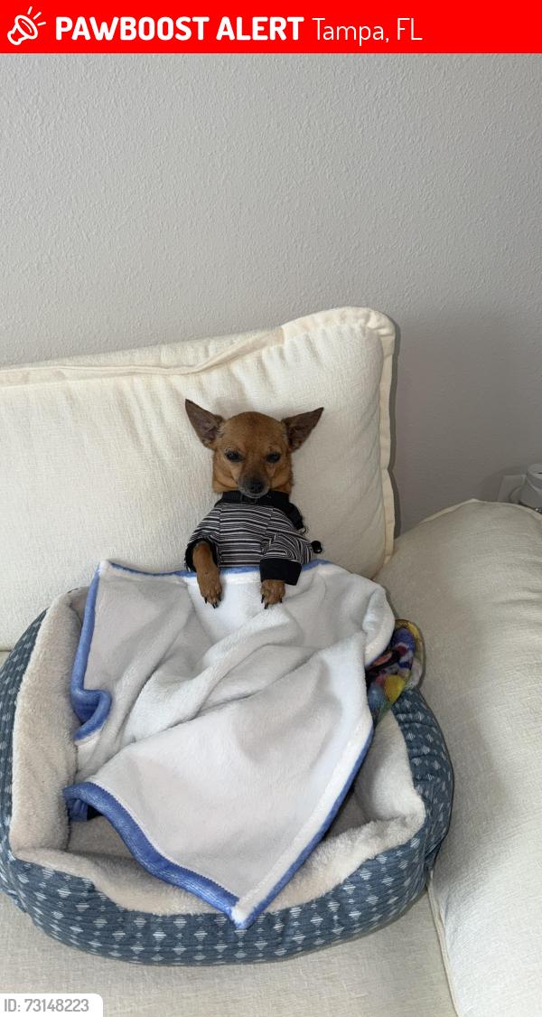 Lost Male Dog last seen Near S 69th St, Tampa, FL 33619