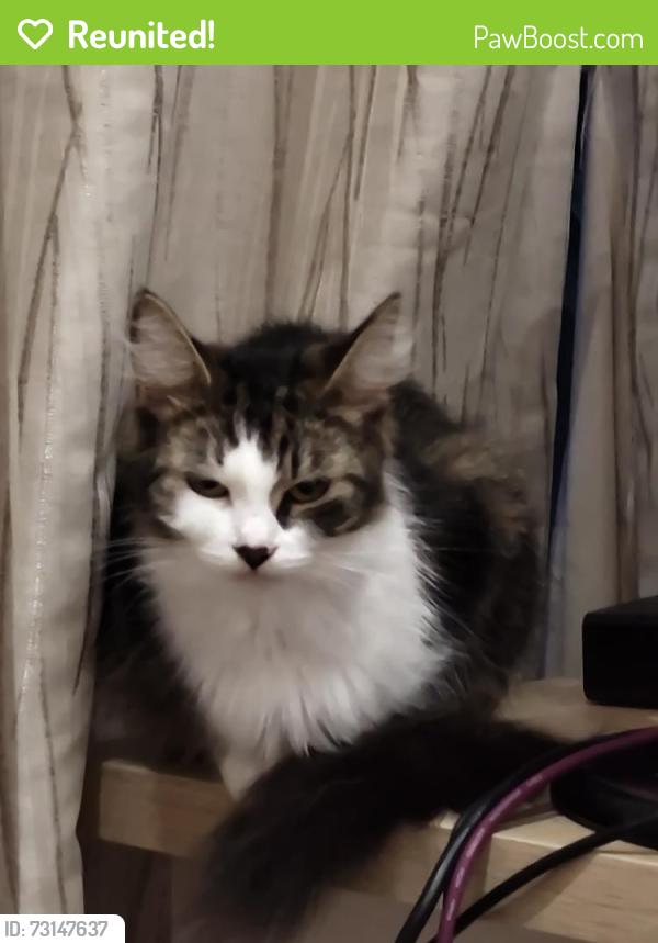 Reunited Female Cat last seen Last seen at home, Essex, England 