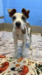 Shelter Stray Female Dog last seen Near CRESTE DRIVE Decatur, 30035, 30035, GA, 3280 Chamblee Dunwoody Rd, Chamblee, GA 30341, USA