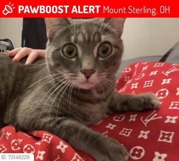 Lost Male Cat last seen Mount Sterling, Ohio, Mount Sterling, OH 43143