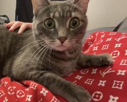 Lost Male Cat last seen Mount Sterling, Ohio, Mount Sterling, OH 43143