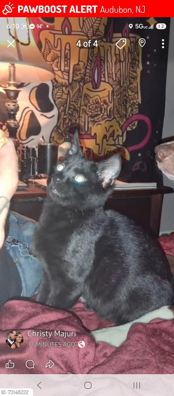 Lost Male Cat last seen Nicholson, Audubon, NJ 08106