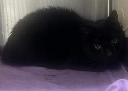 Shelter Stray Male Cat last seen , , GA, 3280 Chamblee Dunwoody Rd, Chamblee, GA 30341, USA