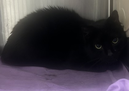 Shelter Stray Male Cat last seen , , GA, 3280 Chamblee Dunwoody Rd, Chamblee, GA 30341, USA
