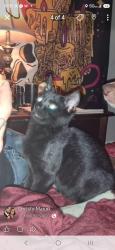 Lost Male Cat last seen Nicholson, Audubon, NJ 08106