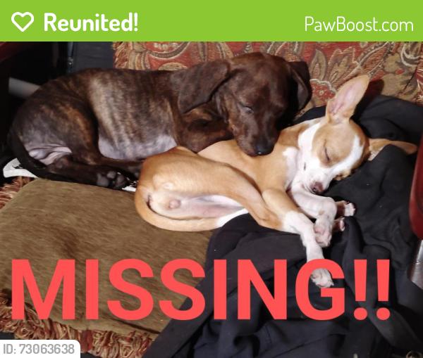 Reunited Unknown Dog last seen Flores and Mary st., San Antonio, TX 78214