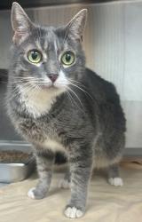 Shelter Stray Female Cat last seen , , GA, 3280 Chamblee Dunwoody Rd, Chamblee, GA 30341, USA
