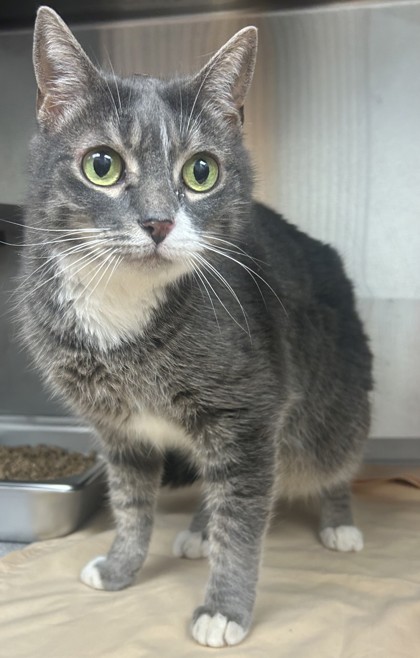 Shelter Stray Female Cat last seen , , GA, 3280 Chamblee Dunwoody Rd, Chamblee, GA 30341, USA
