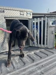 Shelter Stray Female Dog last seen W Railroad St, Dover, NC, 1639 Old Airport Rd, New Bern, NC 28562, USA