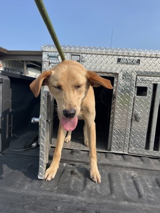 Shelter Stray Female Dog last seen W Railroad St, Dover, NC, 1639 Old Airport Rd, New Bern, NC 28562, USA