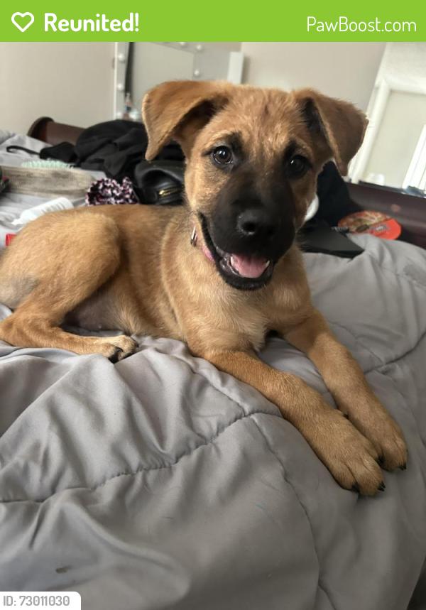 Reunited Female Dog last seen Downtown Sarasota near 7 eleven, Sarasota, FL 34237