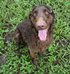 Shelter Stray Female Dog last seen Overview Dr, Lecanto, FL, 4030 S Airport Rd, Inverness, FL 34450, USA