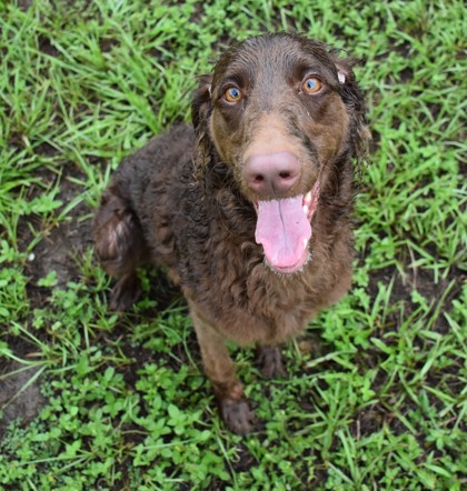Shelter Stray Female Dog last seen Overview Dr, Lecanto, FL, 4030 S Airport Rd, Inverness, FL 34450, USA