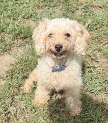 Shelter Stray Female Dog last seen Hwy 581, Lecanto, FL, 4030 S Airport Rd, Inverness, FL 34450, USA