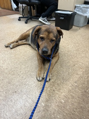 Shelter Stray Male Dog last seen Ave 12 and CA-145, Madera County, CA, 205 Tozer St, Madera, CA 93638, USA
