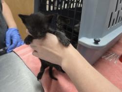Shelter Stray Male Cat last seen Santa Cruz Way aT Broadway, City of Sacramento, CA, 6201 Florin Perkins Rd, Sacramento, CA 95828, USA
