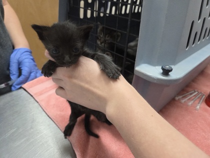 Shelter Stray Male Cat last seen Santa Cruz Way aT Broadway, City of Sacramento, CA, 6201 Florin Perkins Rd, Sacramento, CA 95828, USA