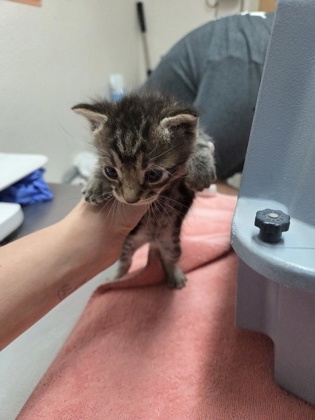 Shelter Stray Male Cat last seen Santa Cruz Way aT Broadway, City of Sacramento, CA, 6201 Florin Perkins Rd, Sacramento, CA 95828, USA