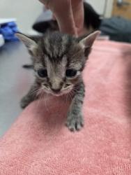 Shelter Stray Female Cat last seen Santa Cruz Way aT Broadway, City of Sacramento, CA, 6201 Florin Perkins Rd, Sacramento, CA 95828, USA