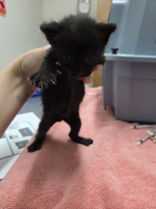 Shelter Stray Male Cat last seen Santa Cruz Way aT Broadway, City of Sacramento, CA, 6201 Florin Perkins Rd, Sacramento, CA 95828, USA