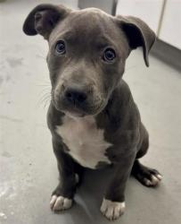 Shelter Stray Female Dog last seen Near blk of Jefferson St, Seattle, WA, 2061 15th Ave W, Seattle, WA 98119, USA