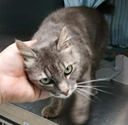 Shelter Stray Female Cat last seen Near New Hope Cir, 21202, MD, 301 Stockholm St, Baltimore, MD 21230, USA