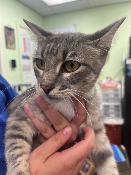 Shelter Stray Female Cat last seen Near blk of Hillcrest, District 2 - West Cleburne, TX, 2375 Service Dr, Cleburne, TX 76033, USA