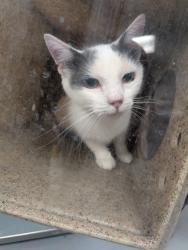 Shelter Stray Female Cat last seen , , NM, 1209 NM-314, Los Lunas, NM 87031, USA