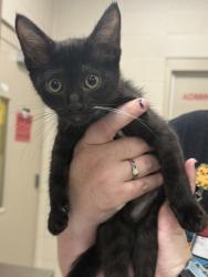 Shelter Stray Female Cat last seen Near N Michigan Rd - The Home Depot, HC Strays by Out of County Residents, IN, 10501 Hague Rd, Fishers, IN 46038, USA